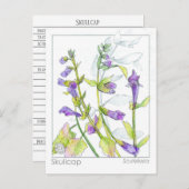 スカルキャップハーブマテリアメディカカードハーブ勉強 ポストカード (正面/裏面)