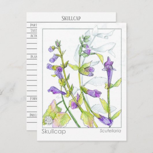 スカルキャップハーブマテリアメディカカードハーブ勉強 ポストカード (正面/裏面)