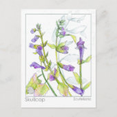 スカルキャップハーブマテリアメディカカードハーブ勉強 ポストカード (正面)