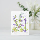 スカルキャップハーブマテリアメディカカードハーブ勉強 ポストカード (スタンド正面)