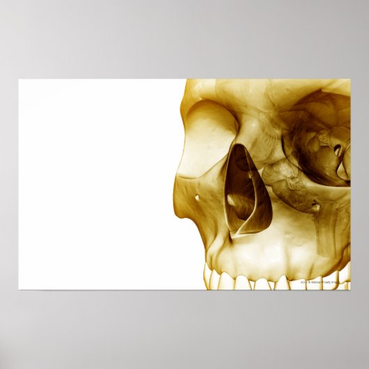 スカル内の脳の正面視を閉じる ポスター (正面)