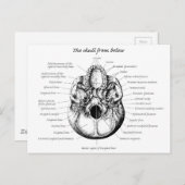 スカル詳細側 ポストカード (正面/裏面)