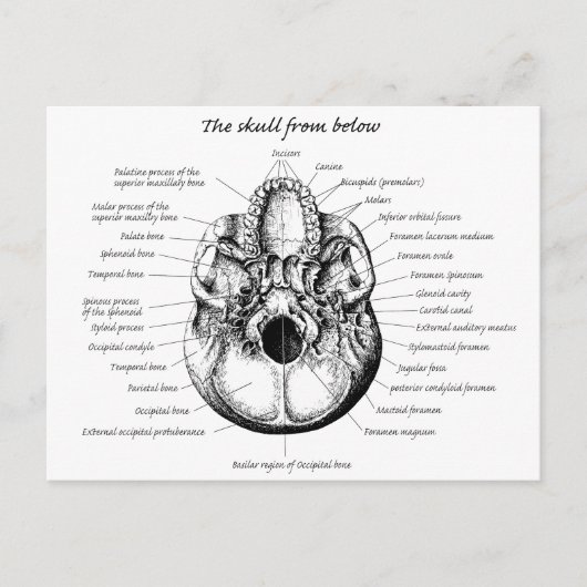 スカル詳細側 ポストカード (正面)