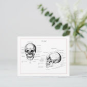 スカル詳細前面と側面 ポストカード (スタンド正面)