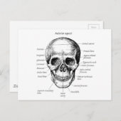 スカル詳細顔 ポストカード (正面/裏面)