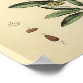 スカル骨の解剖学ハーブプリント ポスター (角)