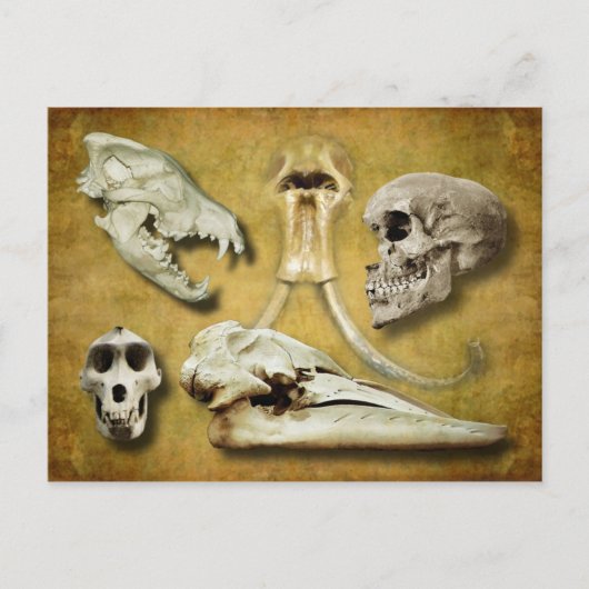 スカル – オオカミ、マンモス、人間、バブーン、クジラ ポストカード (正面)