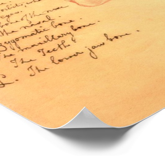 スカル ポスター (角)