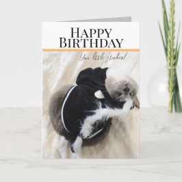 スカンクのコスチュームで可愛い猫の誕生日グリーティングカード カード