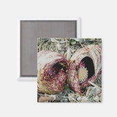 スカンクキャベツパスペア磁石 マグネット (正面/裏面)