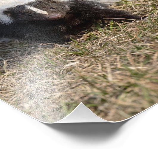 スカンク フォトプリント            (角)