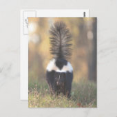 スカンク ポストカード (正面/裏面)