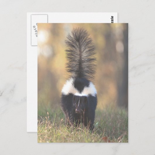 スカンク ポストカード (正面/裏面)