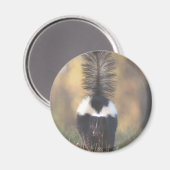 スカンク マグネット (正面/裏面)