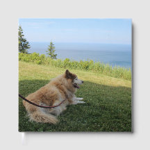 スカージングケープジョージ