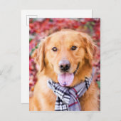 スカーフのゴールデン·レトリバー ポストカード (正面/裏面)