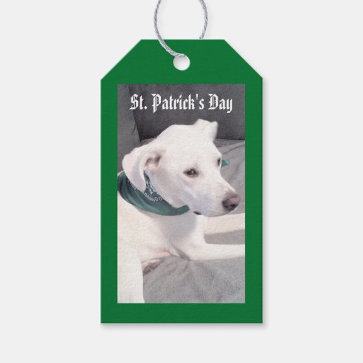 スカーフを着たかわいい子犬の緑と灰色のギフトT ギフトタグ (正面)