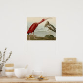 スカーレットイビス ポスター (キッチン)