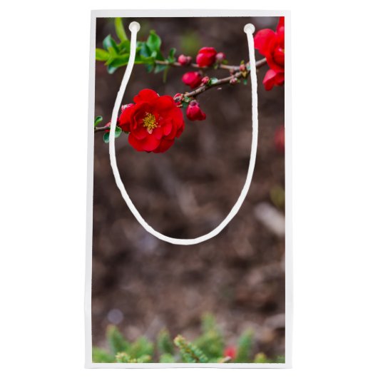 スカーレットトップ スモールペーパーバッグ (正面)