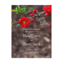 スカーレットト結婚ップ