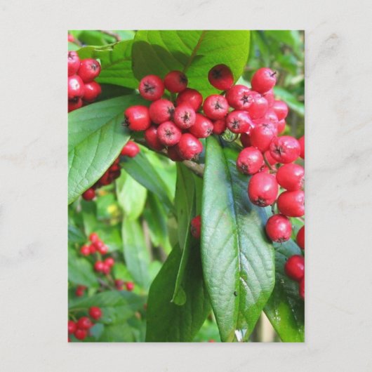 スカーレットファイヤートーンインバレーガーデンズパーク ポストカード (正面)