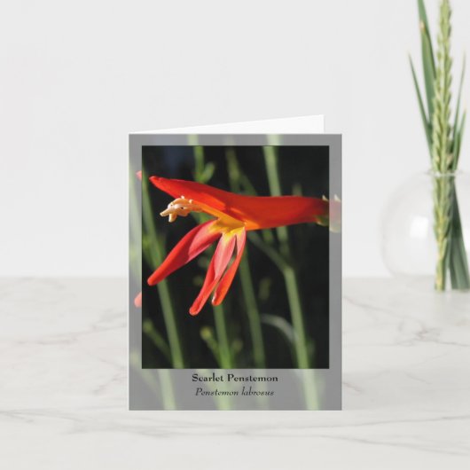 スカーレットペンステモン先住民ノテカード カード (正面)