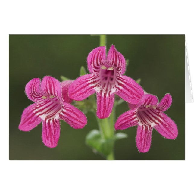 スカーレットペンストモン, Penstemon triflorus, (正面横)
