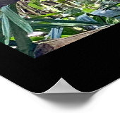 スカーレットマコースタリカポスタープリント ポスター (角)