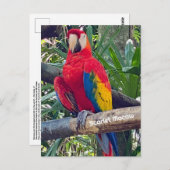 スカーレットマコースタリカポストカード ポストカード (正面/裏面)