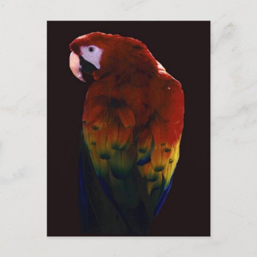 スカーレット恋しく思 ポストカード (正面)