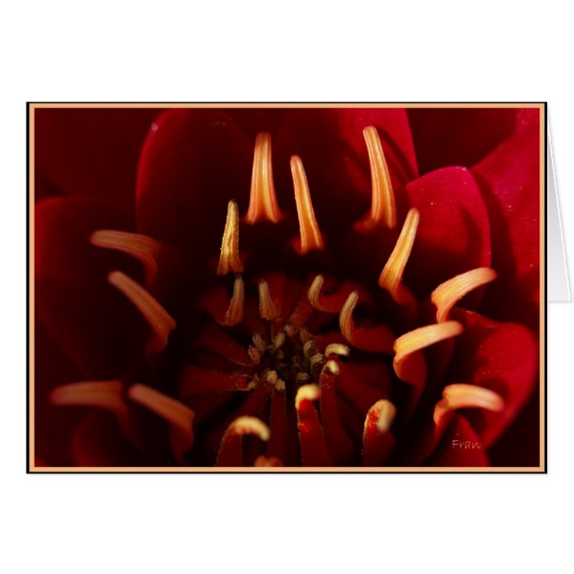 スカーレット芯 (正面横)