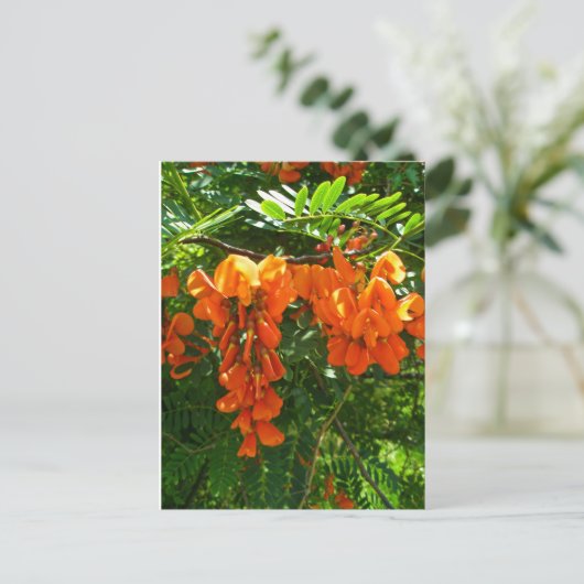 スカーレット藤(セスバニア・プニケア) OBX NCシリーズ ポストカード (スタンド正面)