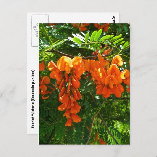 スカーレット藤(セスバニア・プニケア) OBX NCシリーズ ポストカード (正面/裏面)