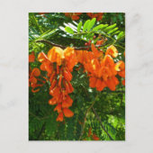 スカーレット藤(セスバニア・プニケア) OBX NCシリーズ ポストカード (正面)