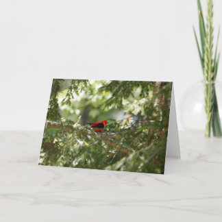 スカーレット·タネーガー カード