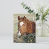 スガーマンズリンクス ポストカード (スタンド正面)