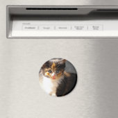 スキットルズ磁石 マグネット (インサイチュ (食洗機))