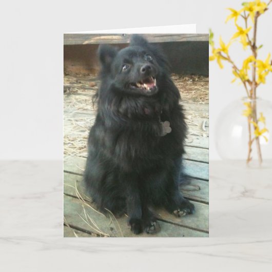 スキッパーキ犬の概要の挨拶状 カード (黄色い花)