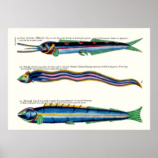 スキニーフィッシュ3枚のポスターアンティークホワイト ポスター (正面)