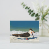 スキマーバードアットザビーチはがき ポストカード (スタンド正面)