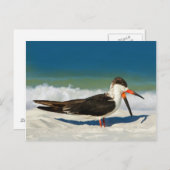 スキマーバードアットザビーチはがき ポストカード (正面/裏面)