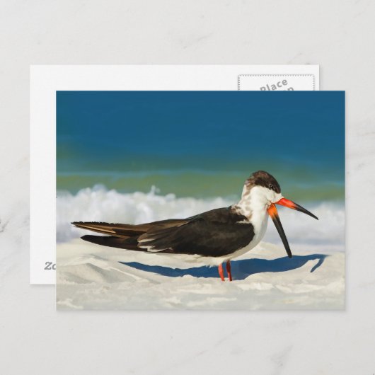 スキマーバードアットザビーチはがき ポストカード (正面/裏面)