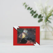 スキューバカサゴ-名刺 名刺 (スタンド正面)