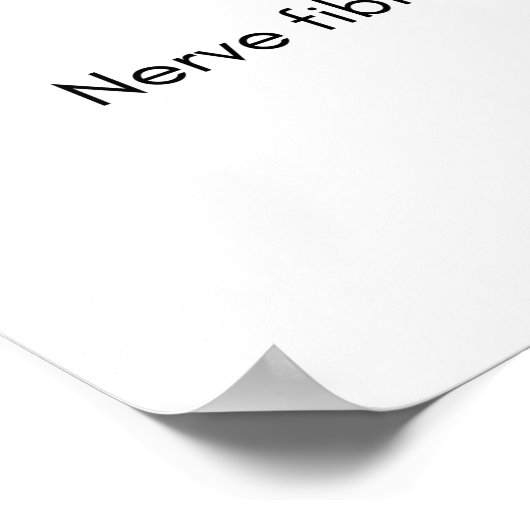 スキンヘア解剖図 ポスター (角)