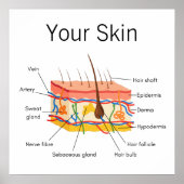 スキンヘア解剖図 ポスター (正面)