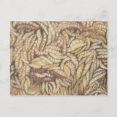 「スキン深い」 ポストカード (正面)