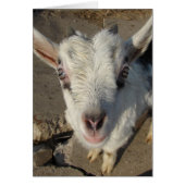 スクイグルス (正面)