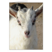 スクイグルス (正面)