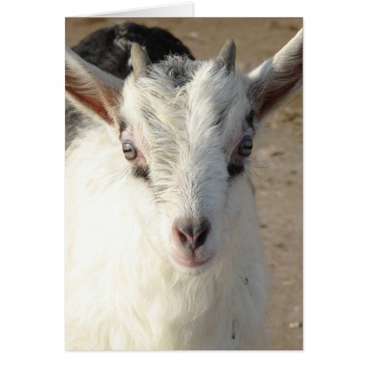 スクイグルス (正面)