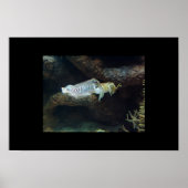 スクイッド ポスター (正面)